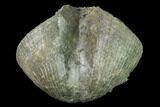 Pyrite Replaced Brachiopod (Paraspirifer) Fossil - Ohio #142155-1